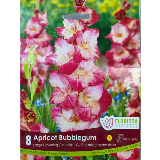 Bulbs Gladiolus Apricot Bubblegum 8/Pkg.
