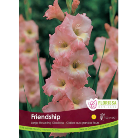 Bulbs Gladiolus Friendship 8/Pkg.