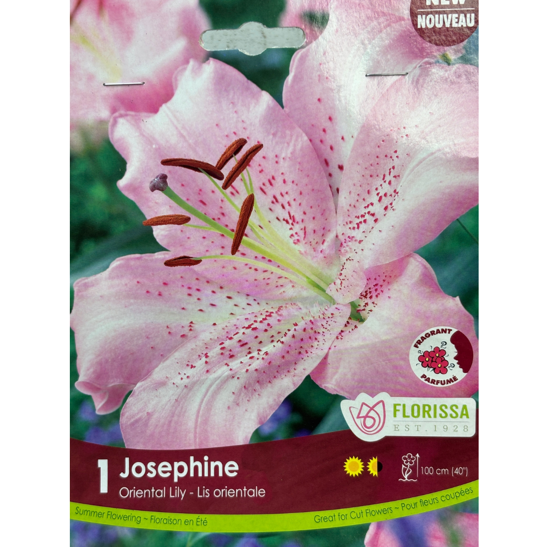 Bulbs Lily Oriental Josephine 1/Pkg.