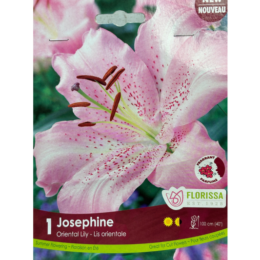 Bulbs Lily Oriental Josephine 1/Pkg.