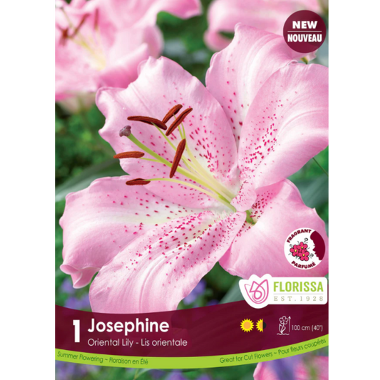 Bulbs Lily Oriental Josephine 1/Pkg.