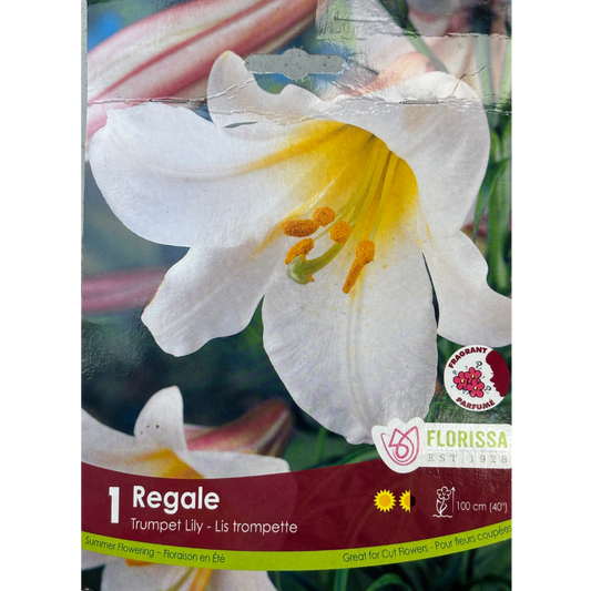 Bulbs Lily Trumpet 'Regale' 1/Pkg.