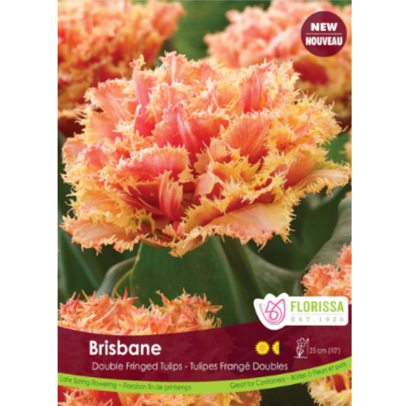 Tulip 'Brisbane' Double Fringed 6/Pkg.