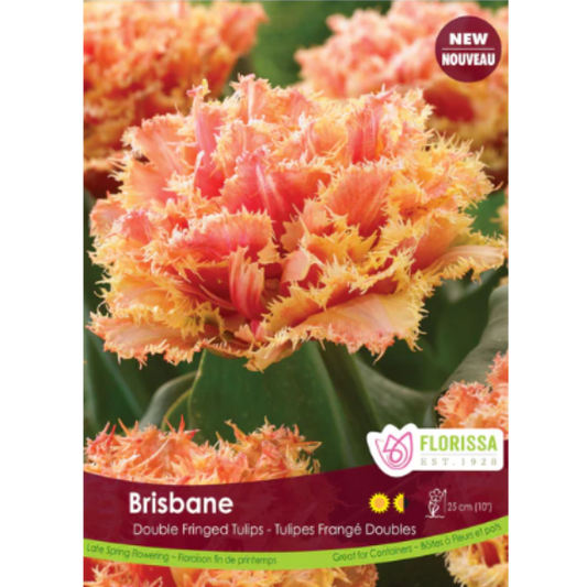 Tulip 'Brisbane' Double Fringed 6/Pkg.