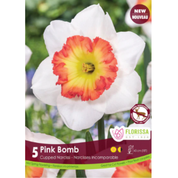 Narcissus 'Pink Bomb' Cupped Narcissi 5/Pkg.