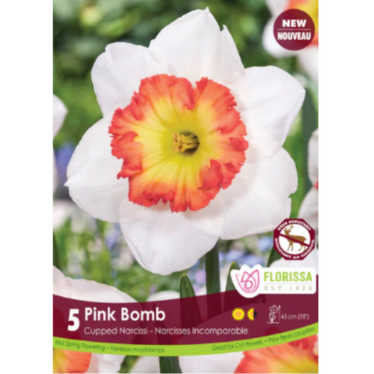 Narcissus 'Pink Bomb' Cupped Narcissi 5/Pkg.