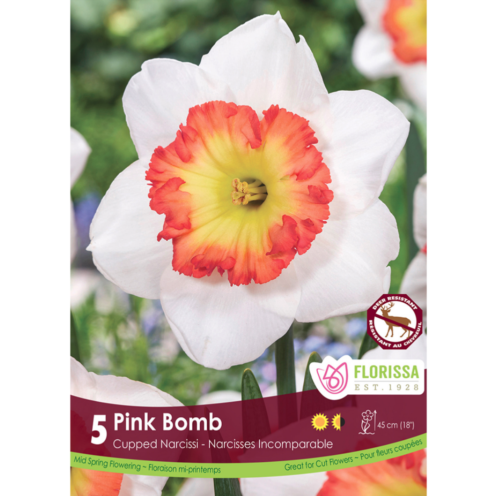 Narcissus 'Pink Bomb' 5/Pkg.