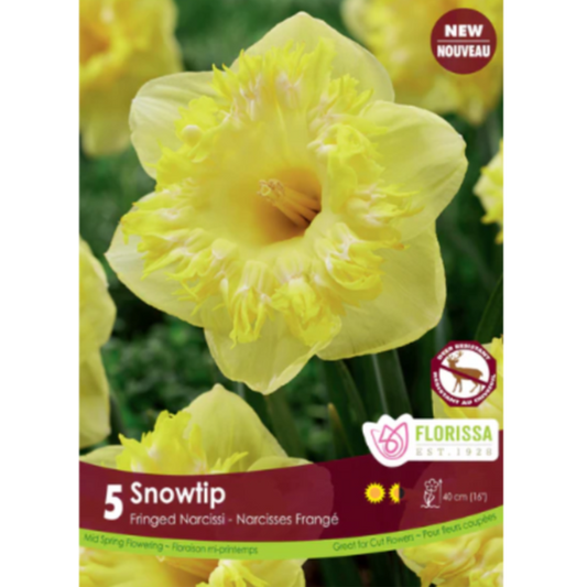 Narcissus 'Snowtip' Fringed 5/Pkg.