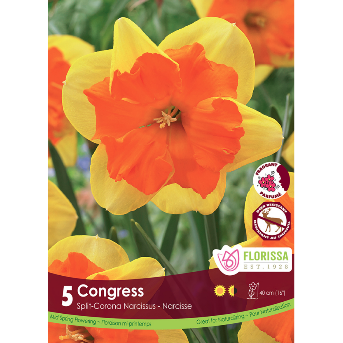Narcissus 'Congress' 5/Pkg.