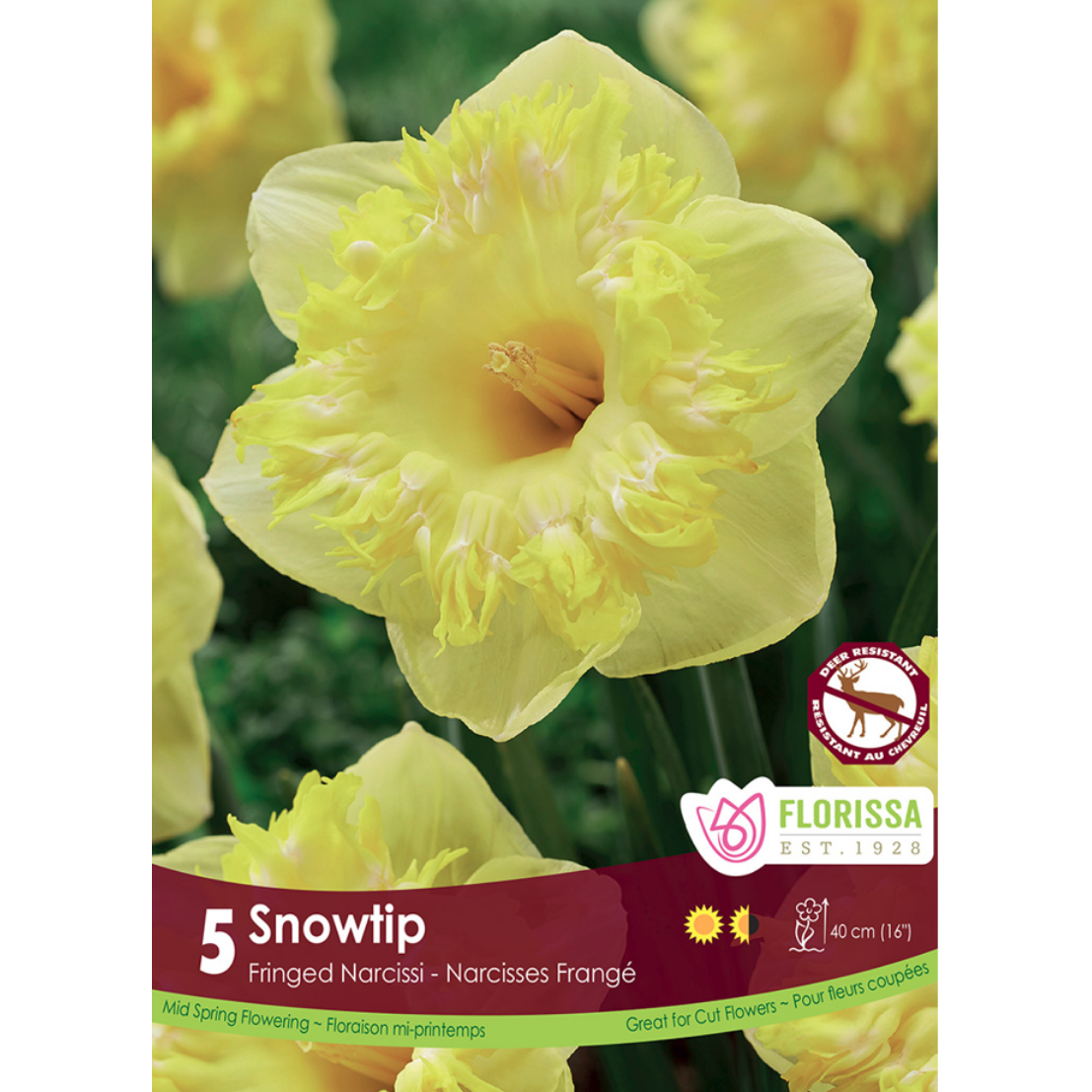 Narcissus 'Snowtip' 5/Pkg.