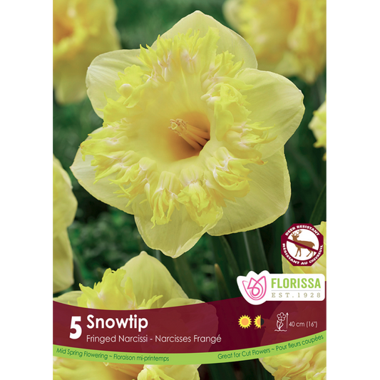 Narcissus 'Snowtip' 5/Pkg.