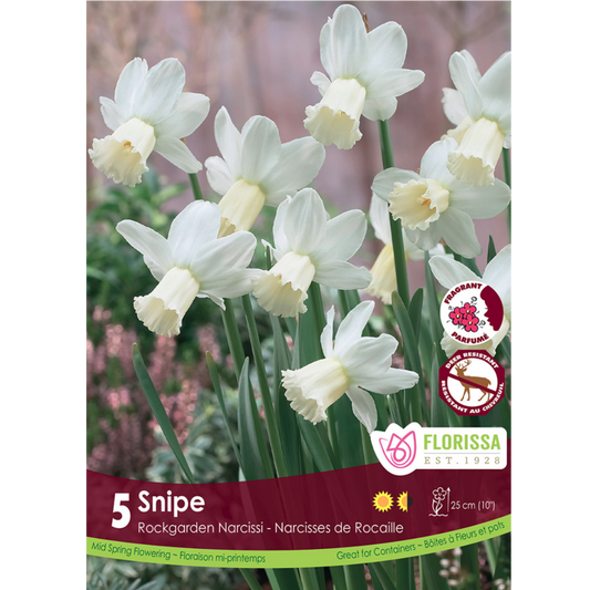 Narcissus 'Snipe' 5/Pkg.