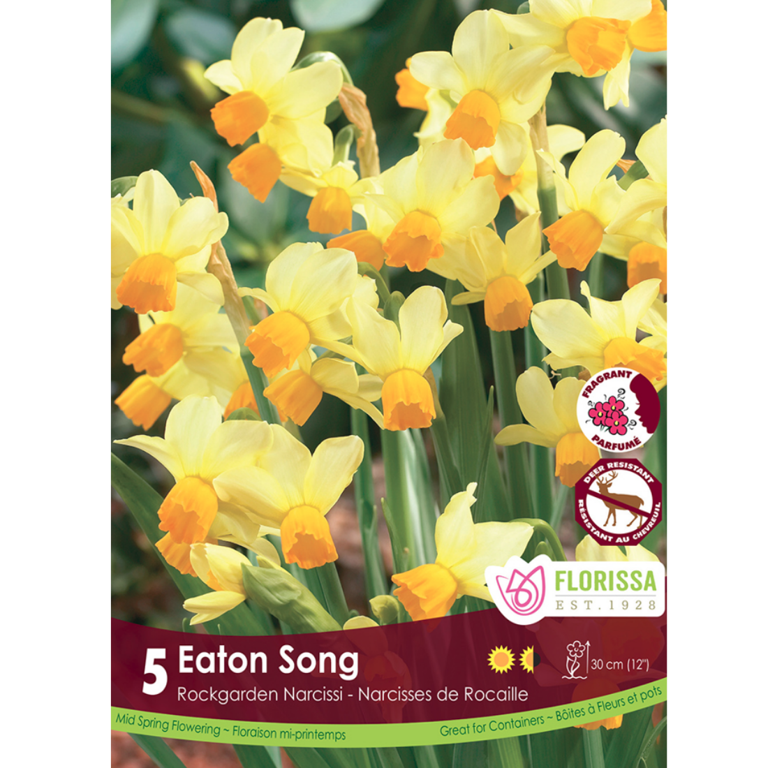 Narcissus 'Eaton Song' 5/Pkg.