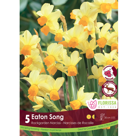 Narcissus 'Eaton Song' 5/Pkg.