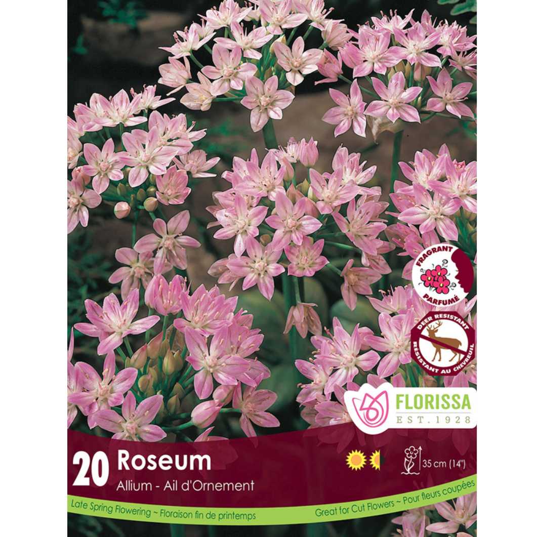Allium 'Roseum' 20/Pkg.