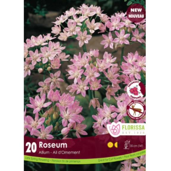 Allium 'Roseum' 20/Pkg.