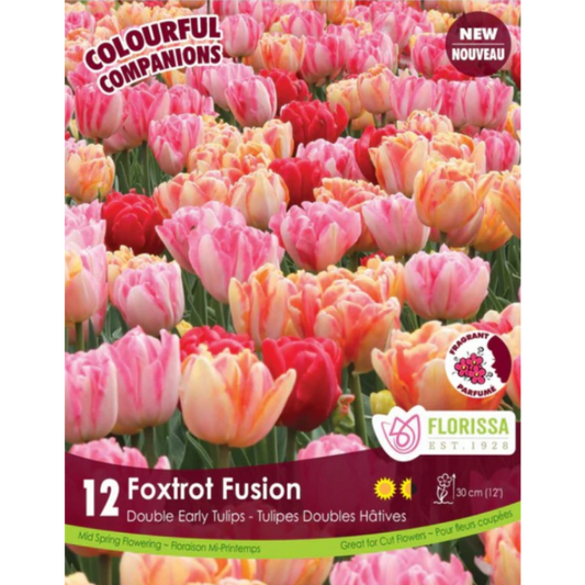 Colourful Companions Tulip 'Foxtrot Fusion' Double Early 12/Pkg.