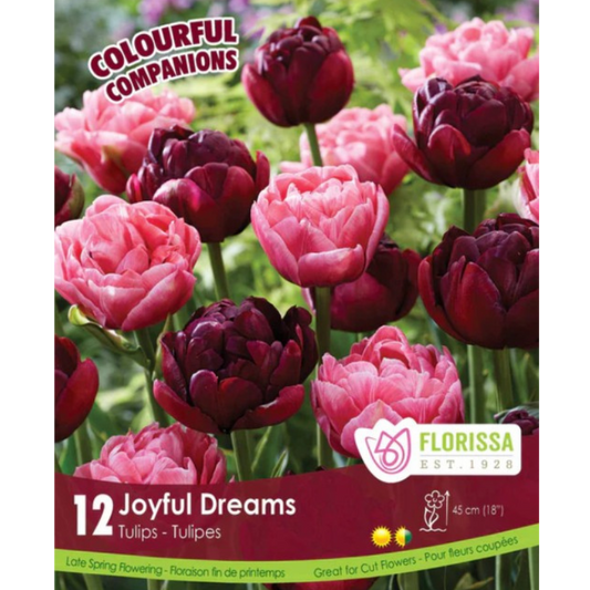 Colourful Companions Tulip 'Joyful Dreams' 14/Pkg.