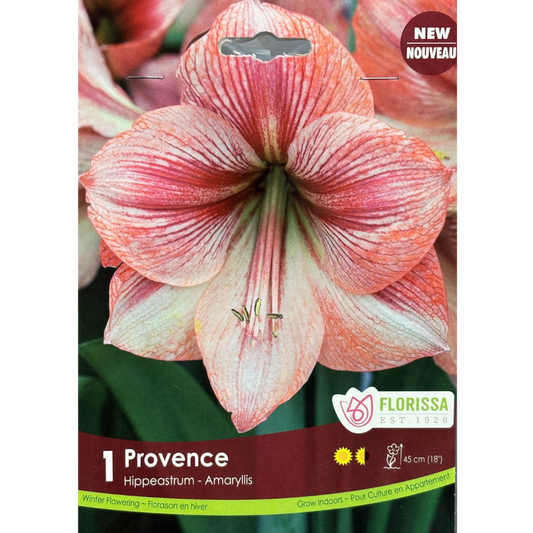 Amaryllis 'Provence' 1/Pkg.