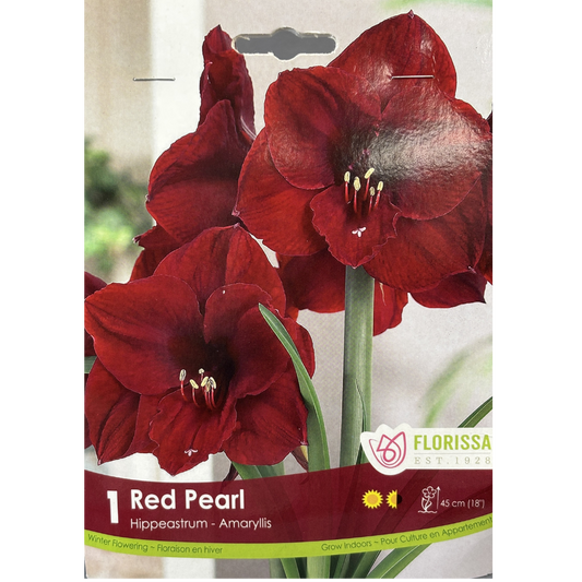 Amaryllis 'Red Pearl' 1/Pkg.
