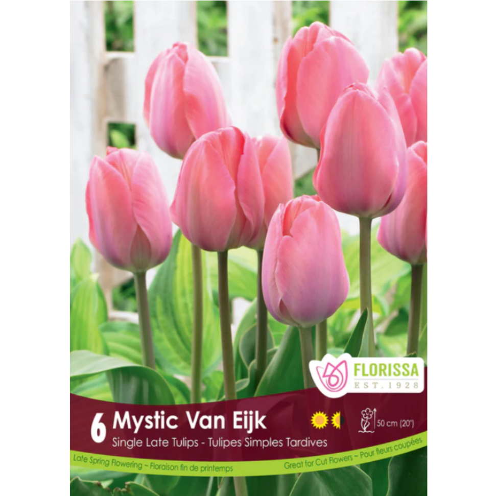 Tulip 'Van Eijk Mystic' Single 6/Pkg.