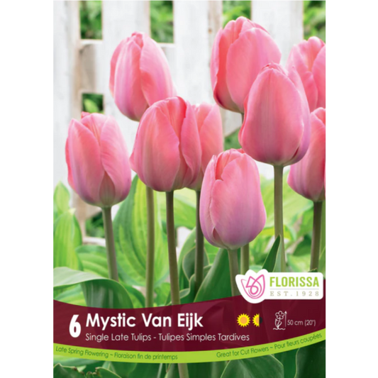 Tulip 'Van Eijk Mystic' Single 6/Pkg.