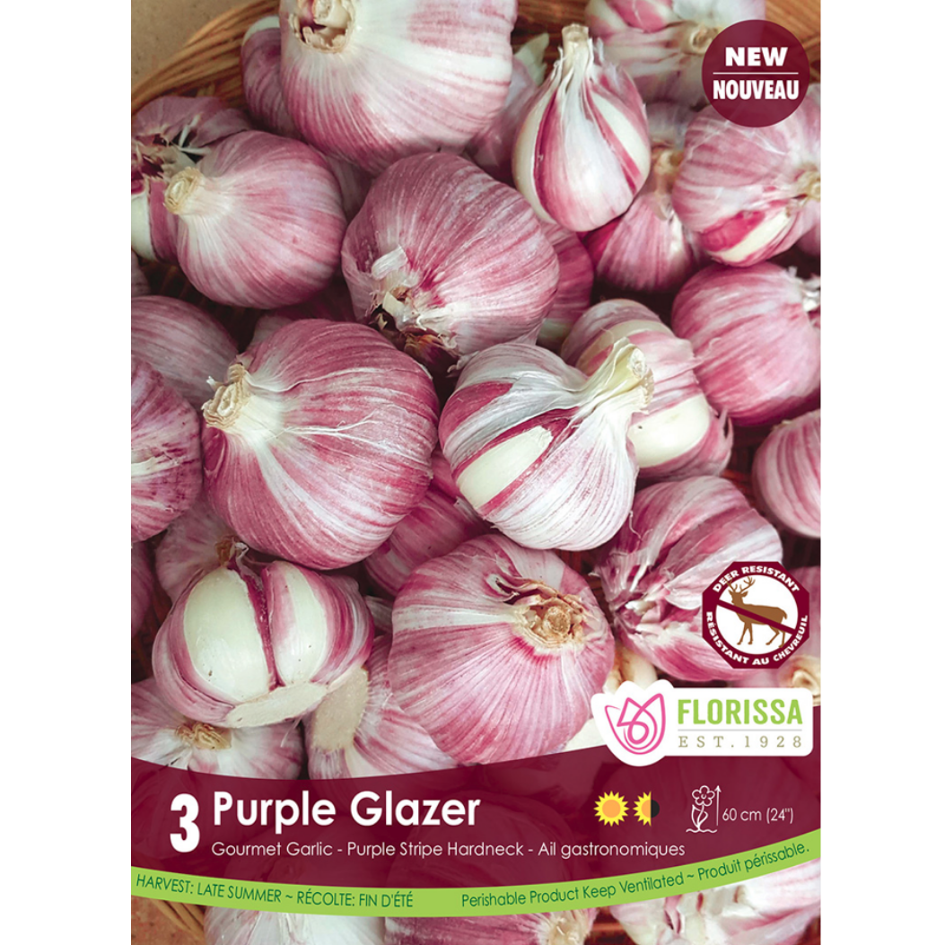 Garlic 'Purple Glazier' Stripe Glazer 3/Pkg.