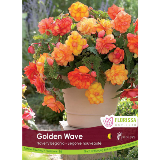 Bulbs Begonia Golden Wave 1/Pkg.