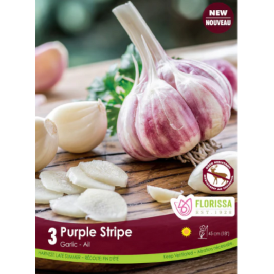 Bulbs Garlic Purple Stripe 3/Pkg.