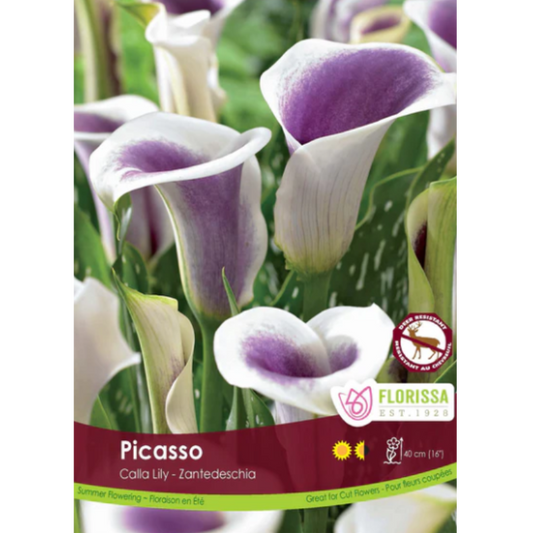 Bulbs Calla Lily Picasso 1/Pkg.