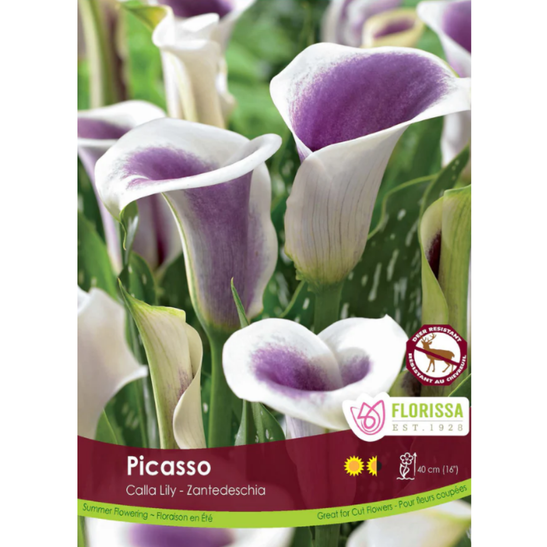 Bulbs Calla Lily Picasso 1/Pkg.