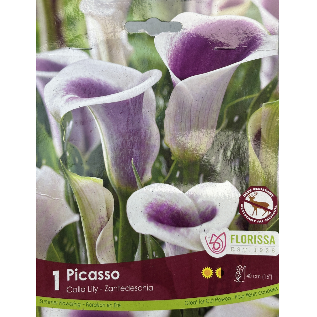 Bulbs Calla Lily Picasso 1/Pkg.