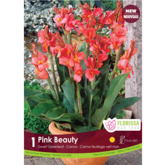 Bulbs Canna Green Pink Beauty 1/Pkg.