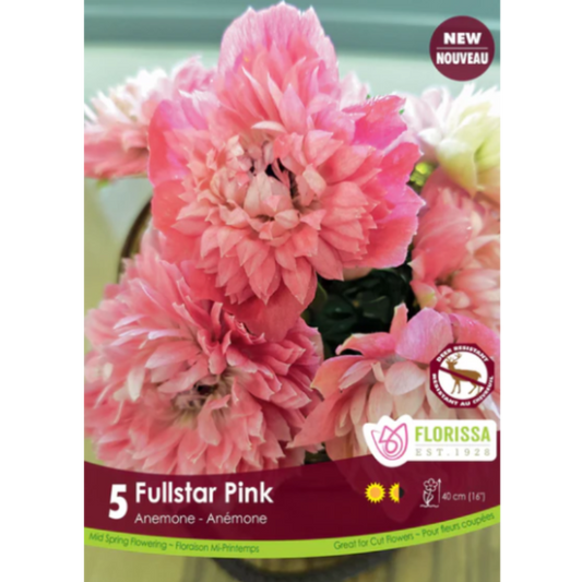 Bulbs Anemone Fullstar Pink 5/Pkg.