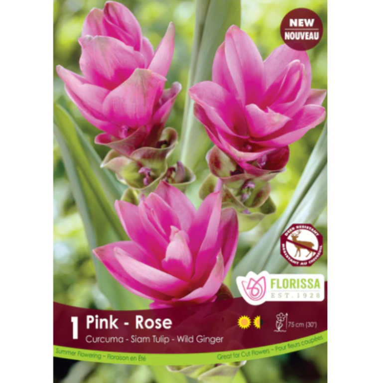 Bulbs Curcuma Pink 1/Pkg.
