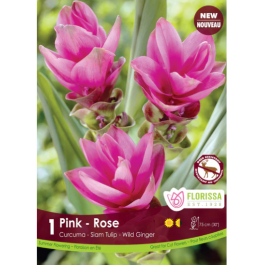 Bulbs Curcuma Pink 1/Pkg.