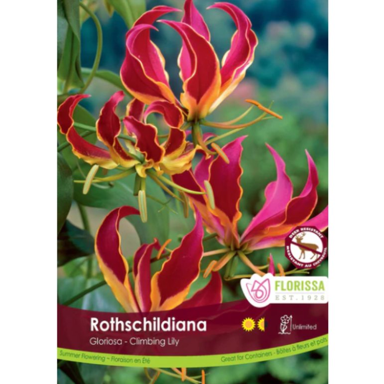 Bulbs Glorisa Rothschildiana 1/Pkg.