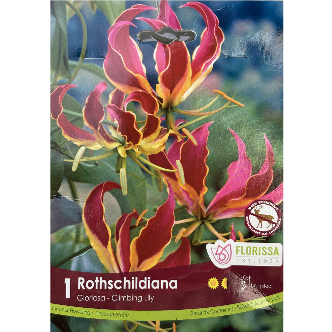 Bulbs Rothschildiana Glorosa 1/Pkg.
