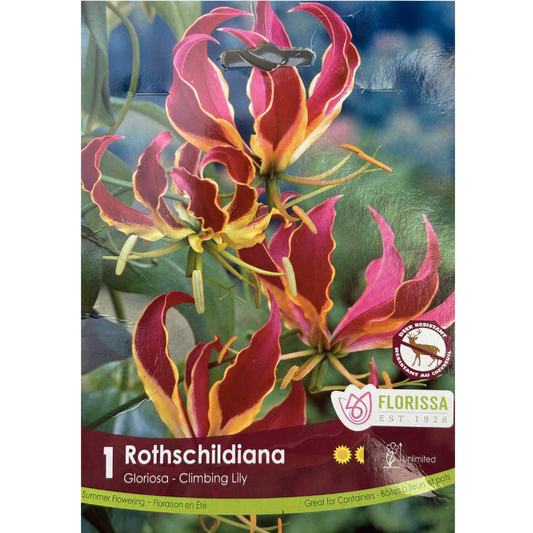 Bulbs Rothschildiana Glorosa 1/Pkg.