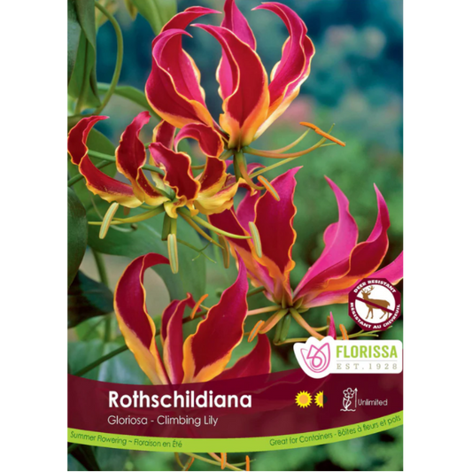 Bulbs Rothschildiana Glorosa 1/Pkg.