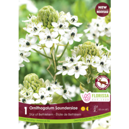 Bulbs Ornithogalum Saundersiae Star of Bethlehem 1/Pkg.