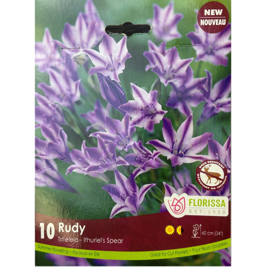 Bulbs Triteleia 'Rudy' 10/Pkg.
