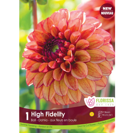 Bulbs Dahlia High Fidelity 1/Pkg.