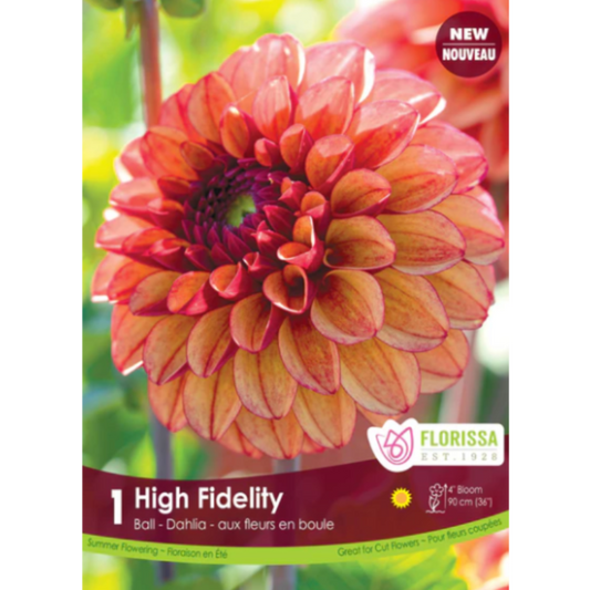 Bulbs Dahlia High Fidelity 1/Pkg.