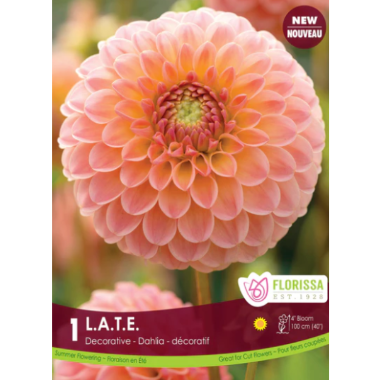 Bulbs Dahlia L.A.T.E. 1/Pkg.