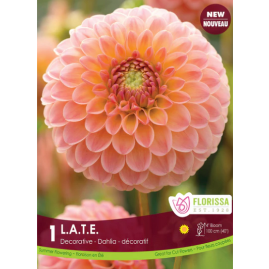 Bulbs Dahlia L.A.T.E. 1/Pkg.