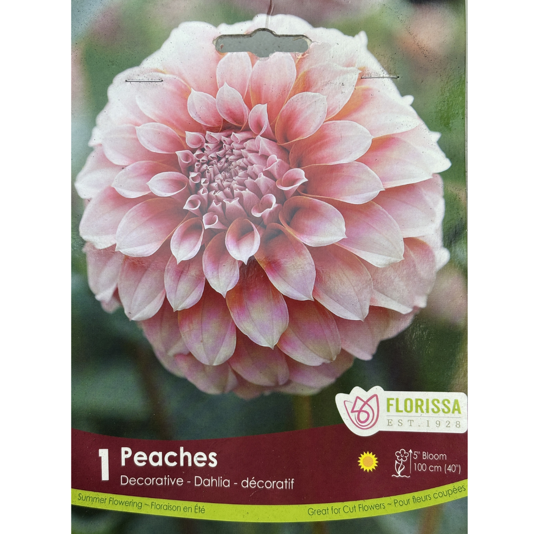 Bulbs Dahlia Peaches 1/Pkg.