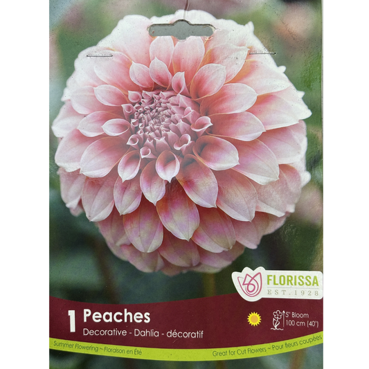 Bulbs Dahlia Peaches 1/Pkg.