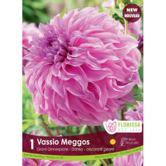 Bulbs Dahlia Dinnerplate Vassio Meggos 1/Pkg.