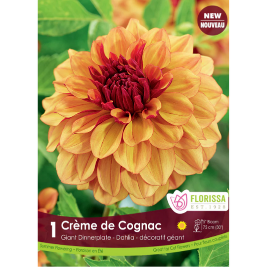 Bulbs Dahlia Creme de Cognac Dinnerplate 1/Pkg.